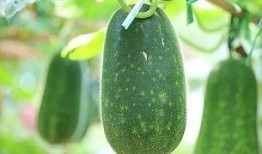 吃瓜不分种类,吃瓜界的全品类盛宴