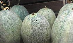 西餐哈密瓜怎么吃