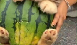 狗吃瓜被误伤,狗狗意外“吃瓜”受伤，引关注与反思