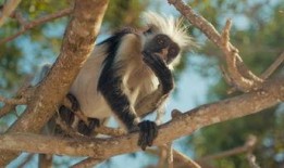 熊猫吃瓜素材视频,萌态百出，趣味横生的自然瞬间