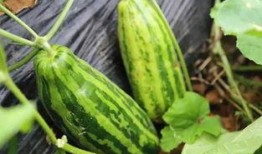 吃瓜神魔意思,探寻网络热词背后的文化现象