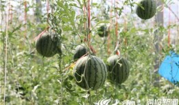 吃瓜托子视频,一场视觉与味蕾的双重盛宴