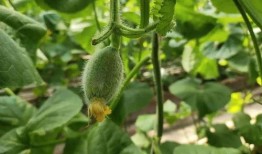 吃瓜群众掉皮的瓜,揭秘吃瓜群众的狂欢盛宴