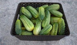 天天吃瓜记,揭秘娱乐圈幕后故事