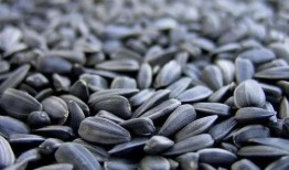 吃瓜子吃瓜图片,品味生活——吃瓜子吃瓜图片赏析