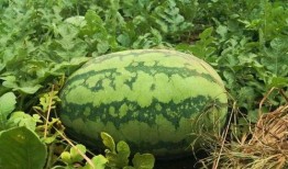 吃瓜洞,吃瓜群众眼中的明星幕后故事