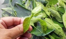 防虫吃瓜叶子,揭秘防虫吃瓜叶子的神奇方法