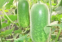 巴盟吃瓜视频大全,揭秘当地特色美食与趣味生活瞬间