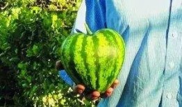分享吃瓜文章,那些你不知道的吃瓜幕后故事