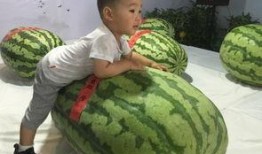 临汾最新吃瓜事件,揭秘网络热议背后的真相