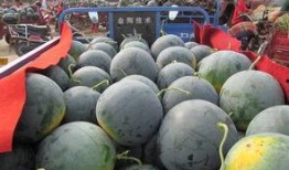 吃瓜现象的心理,揭秘“吃瓜群众”背后的心理奥秘