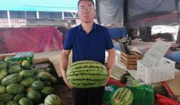 消夏避暑吃瓜大赛,吃瓜大赛欢乐盛启