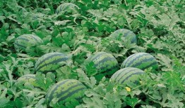 吃绿宝瓜文案怎么写好,大自然的绿色馈赠，健康生活的绿色选择