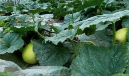 俄罗斯吃脆瓜,俄罗斯冬日里的脆瓜美食之旅