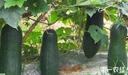 什么虫吃瓜根,探究食瓜虫的神奇蜕变之旅