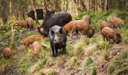 野猪吃白瓜,白瓜的诱惑与野猪的挑战