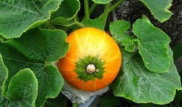 小瓜哺乳期可以吃吗,小瓜食品的安全性解析