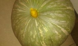 种啥瓜吃啥瓜,探索种植与收获的奇妙关系