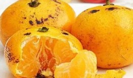 桔子能同茄瓜一起吃吗,桔子与茄瓜同食的兼容性探讨