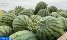 辛选公司吃瓜,一场娱乐与商业的跨界盛宴