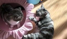 吃瓜喵的日常,揭秘娱乐圈那些事儿