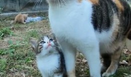 老猫吃瓜,揭秘娱乐圈背后的秘密与真相