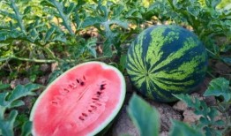 宝泉吃瓜,揭秘娱乐圈幕后真相