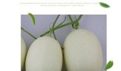 剖腹产吃梨瓜哈密瓜,梨瓜与哈密瓜的养生之道