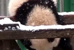 吃瓜小熊蛇,揭秘神秘生物的趣味生活