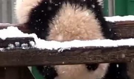 吃瓜小熊蛇,揭秘神秘生物的趣味生活