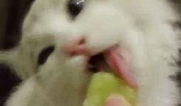 吃瓜少女和猫,一场趣味横生的日常奇遇