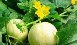 日本人吃梨瓜,传统美食中的甜蜜诱惑