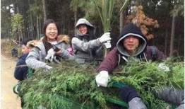 吃瓜视频森林,网络世界的绿色乐园