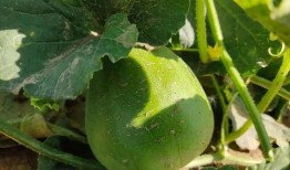 校园打卡吃瓜,揭秘校园吃瓜背后的故事