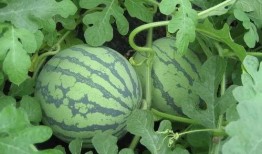 盐城销售吃瓜事件,一场销售争议引发的舆论漩涡