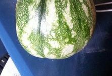 种啥瓜吃啥瓜,探索种植与收获的奇妙关系