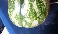 种啥瓜吃啥瓜,探索种植与收获的奇妙关系