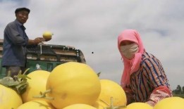 大丰吃瓜新闻,揭秘当地热点事件背后的真相与笑料