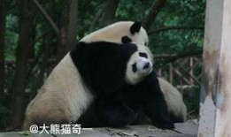 吃瓜小熊蛇,揭秘神秘生物的趣味生活