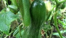 吃的绿瓜,探寻清新口感与营养价值的完美融合