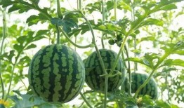 坏肚子吃瓜好吗,吃瓜能缓解吗？揭秘腹泻时吃瓜的利与弊