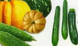 吃瓜未来城,揭秘虚拟世界的瓜田盛宴