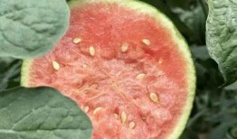 龙纹瓜一藤一瓜怎么吃,龙纹瓜一藤一瓜的独特食法揭秘