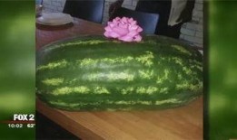 小陈在吃瓜,小陈的瓜田奇遇记