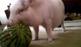 云南猪儿吃瓜,探寻地方特色美食文化