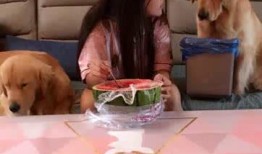 河南吃瓜女子狗,一场意外的网络狂欢
