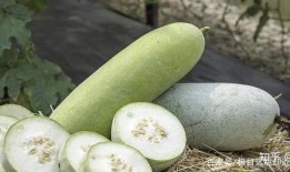 吃瓜菜是什么,网络流行语的趣味解读