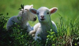 小羊崽吃瓜,小羊崽的夏日瓜趣之旅