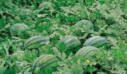 西蒙神奇车库吃瓜,一场吃瓜盛宴背后的秘密揭晓