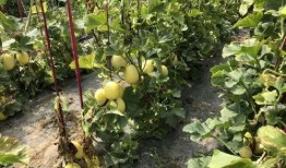 界首锦华吃瓜,吃瓜群众的欢乐盛宴